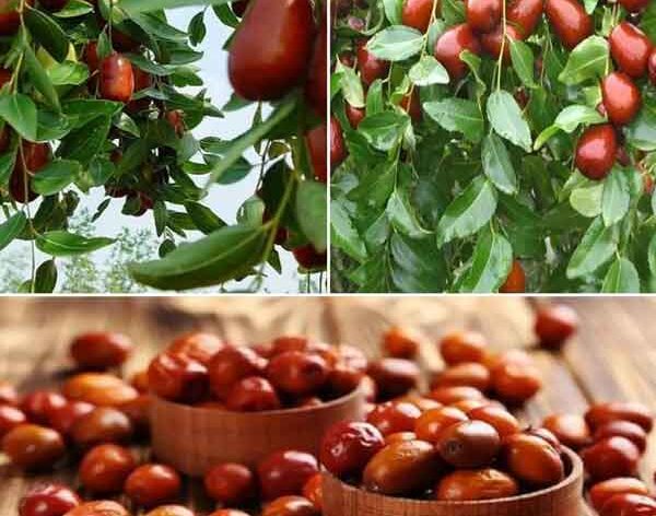 خواص عناب برای مردان خواص عناب برای زنان خواص عناب برای سرماخوردگی مهمترین خواص عناب خواص عناب خشک برای سرماخوردگی خواص عناب برای رحم خواص عناب برای کبد خواص عناب برای لاغری