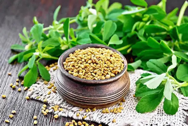 خواص آب شنبلیله برای مردان و زنان و پوست و مو و کبد چرب