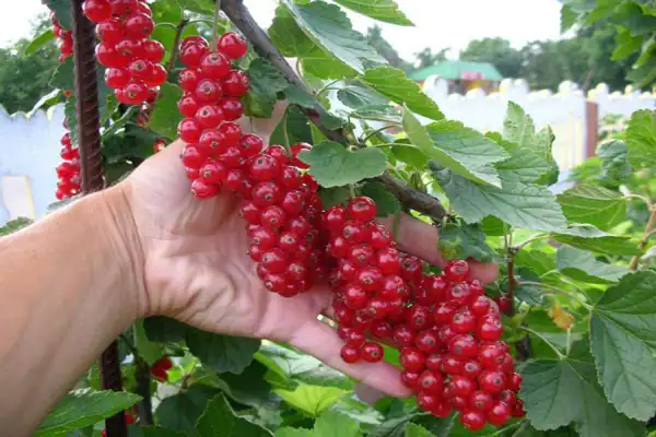 خواص انگور فرنگی برای مردان و زنان و پوست و مو و کبد چرب