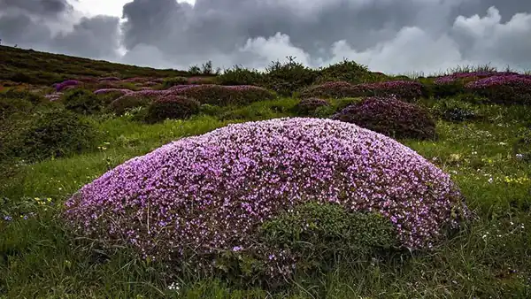 خواص گزانگبین برای مردان و زنان و پوست و مو و کبد چرب