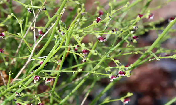 خواص گیاه تشنه داری برای مردان و زنان و پوست و مو و کبد چرب