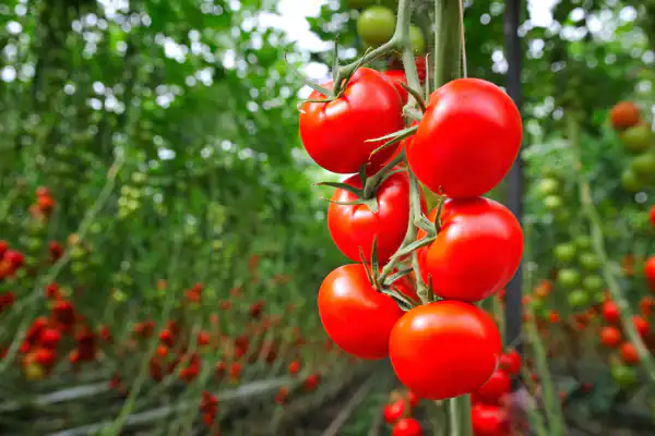 خواص گوجه گیلاسی برای مردان و زنان و پوست و مو و کبد چرب