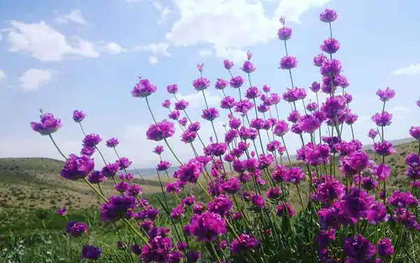 خواص گل اروانه برای مردان و زنان و پوست و مو و کبد چرب
