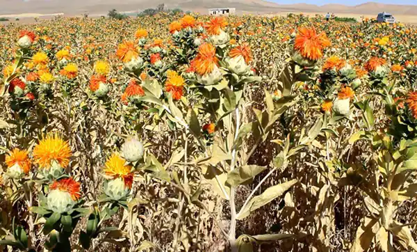 خواص گلرنگ برای مردان و زنان و پوست و مو و کبد چرب