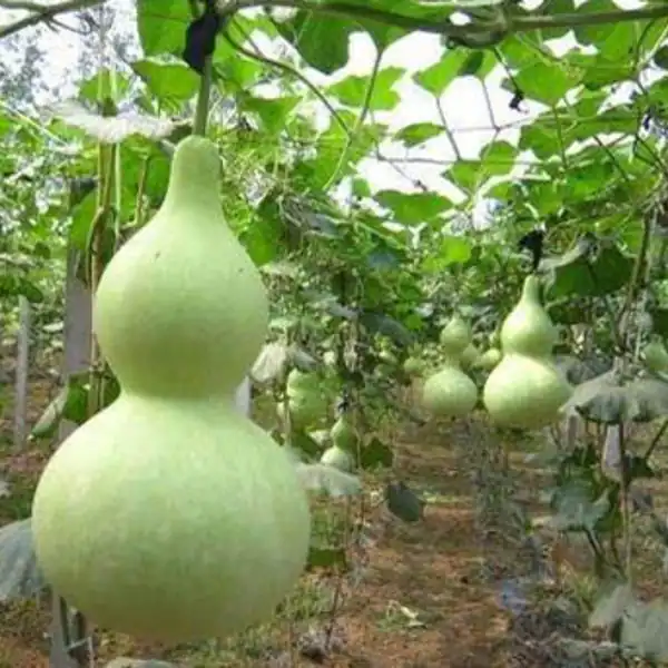 خواص کدو قلیانی برای مردان و زنان و پوست و مو و کبد چرب