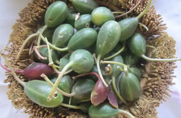 خواص هندوانه ابوجهل برای مردان و زنان و پوست و مو و کبد چرب