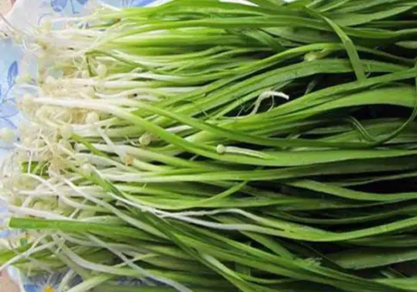 خواص پیاز کوهی برای مردان و زنان و پوست و مو و کبد چرب