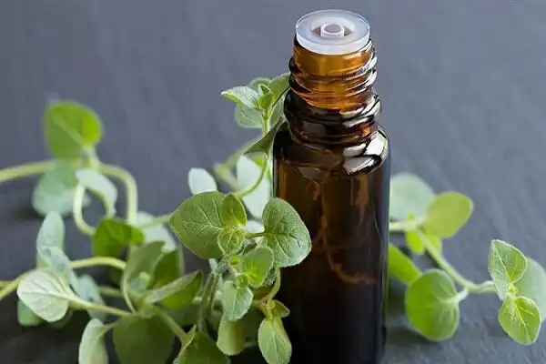 خواص روغن آویشن برای مردان و زنان و پوست و مو و کبد چرب