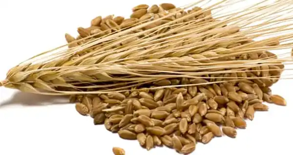 خواص سبوس جو برای مردان و زنان و پوست و مو و کبد چرب