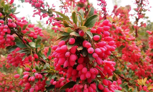 خواص زرشک کوهی برای مردان و زنان و پوست و مو و کبد چرب