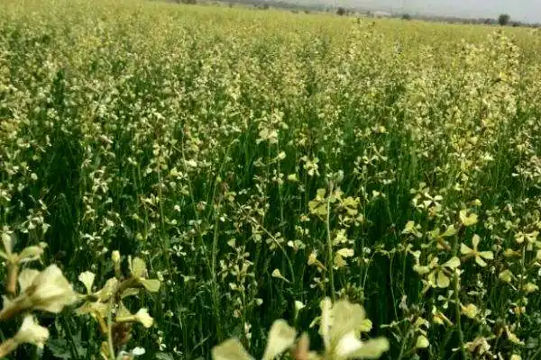 خواص منداب برای مردان و زنان و پوست و مو و کبد چرب