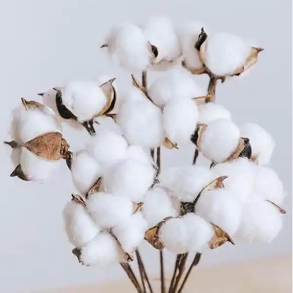 خواص پنبه دانه برای مردان و زنان و پوست و مو و کبد چرب