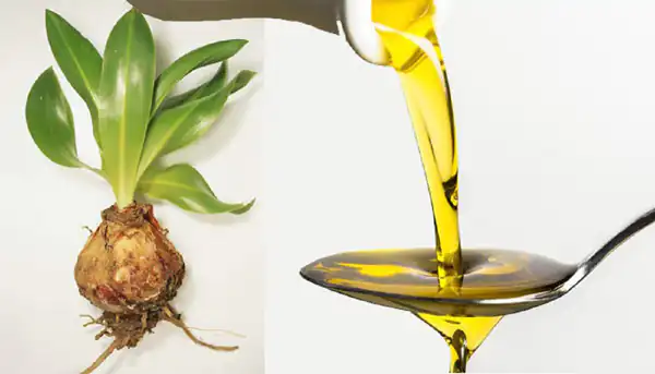 خواص روغن عنصل برای مردان و زنان و پوست و مو و کبد چرب