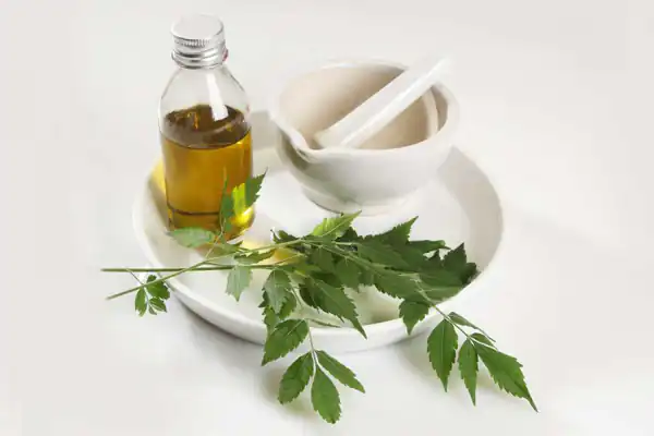 خواص روغن چریش برای مردان و زنان و پوست و مو و کبد چرب