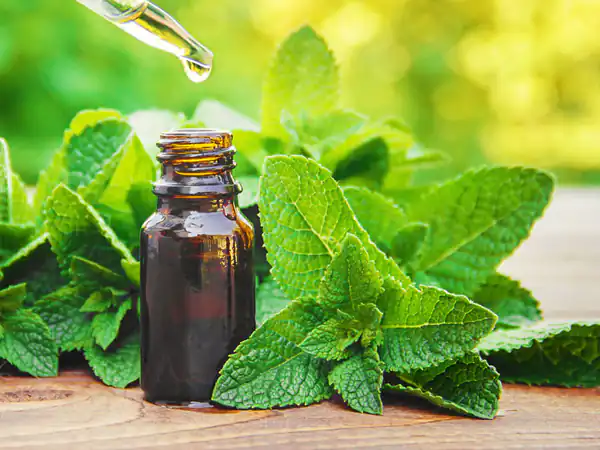 خواص روغن پونه کوهی برای مردان و زنان و پوست و مو و کبد چرب