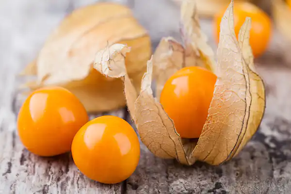 عوارض فیسالیس خیراندیش در طب سنتی برای مردان و زنان