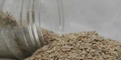 عوارض قدومه خیراندیش در طب سنتی برای مردان و زنان