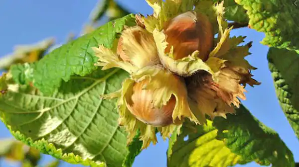 عوارض گل فندق خیراندیش در طب سنتی برای مردان و زنان