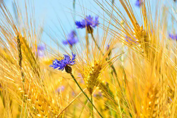عوارض گل گندم خیراندیش در طب سنتی برای مردان و زنان