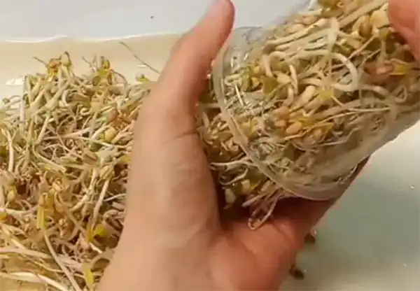 عوارض جوانه عدس خیراندیش در طب سنتی برای مردان و زنان