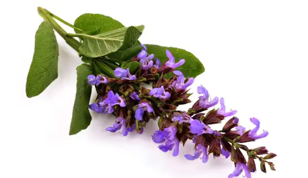عوارض مریم گلی خیراندیش در طب سنتی برای مردان و زنان