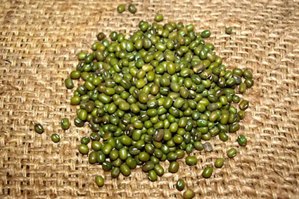 عوارض ماش خیراندیش در طب سنتی برای مردان و زنان