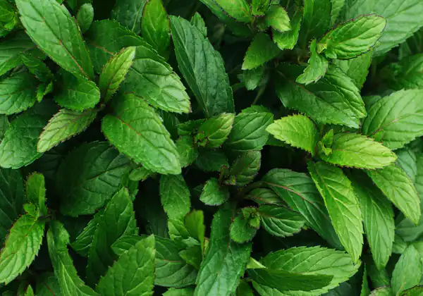 عوارض نعناع خیراندیش در طب سنتی برای مردان و زنان