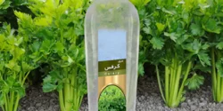 عوارض روغن کرفس خیراندیش در طب سنتی برای مردان و زنان