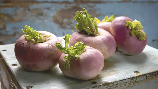 عوارض شلغم فرنگی خیراندیش در طب سنتی برای مردان و زنان