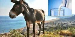 عوارض شیر الاغ خیراندیش در طب سنتی برای مردان و زنان