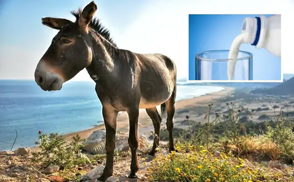 عوارض شیر الاغ خیراندیش در طب سنتی برای مردان و زنان