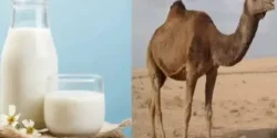 عوارض شیر شتر خیراندیش در طب سنتی برای مردان و زنان