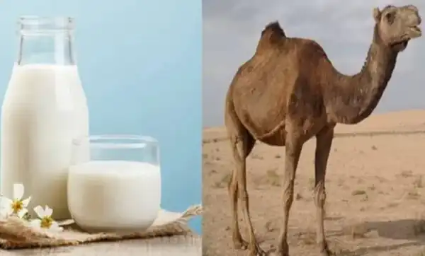 عوارض شیر شتر خیراندیش در طب سنتی برای مردان و زنان