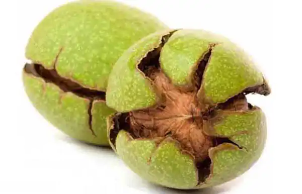 خواص پوست گردو برای مردان و زنان و پوست و مو و کبد چرب