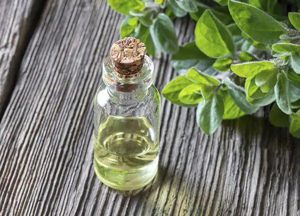 خواص روغن پونه برای مردان و زنان و پوست و مو و کبد چرب