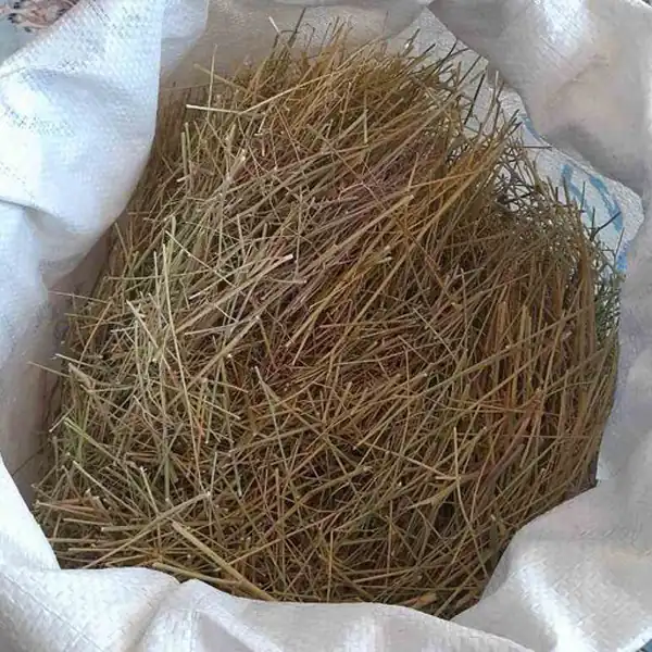 خواص تشنه داری برای مردان و زنان و پوست و مو و کبد چرب
