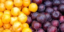 عوارض آلو خیراندیش در طب سنتی برای مردان و زنان