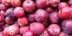 عوارض آلو قرمز خیراندیش در طب سنتی برای مردان و زنان