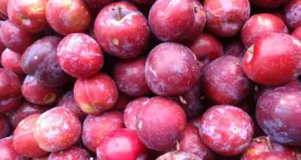 عوارض آلو قرمز خیراندیش در طب سنتی برای مردان و زنان