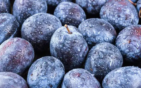 عوارض آلو سیاه خیراندیش در طب سنتی برای مردان و زنان