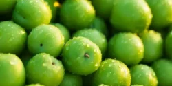 عوارض آلوچه سبز خیراندیش در طب سنتی برای مردان و زنان
