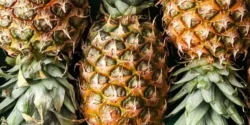 عوارض آناناس خیراندیش در طب سنتی برای مردان و زنان