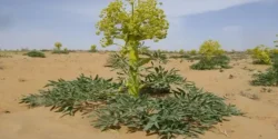 عوارض آنغوزه خیراندیش در طب سنتی برای مردان و زنان