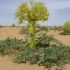 عوارض آنغوزه خیراندیش در طب سنتی برای مردان و زنان