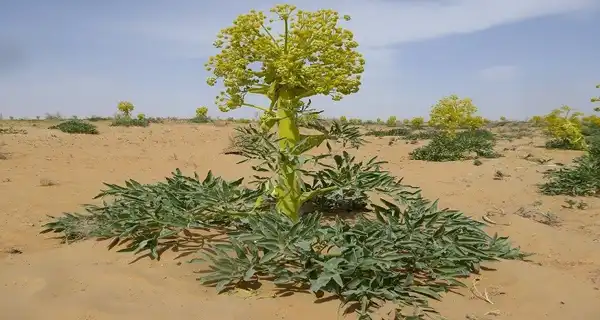 عوارض آنغوزه خیراندیش در طب سنتی برای مردان و زنان