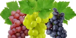 عوارض انگور خیراندیش در طب سنتی برای مردان و زنان