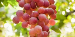 عوارض انگور قرمز خیراندیش در طب سنتی برای مردان و زنان