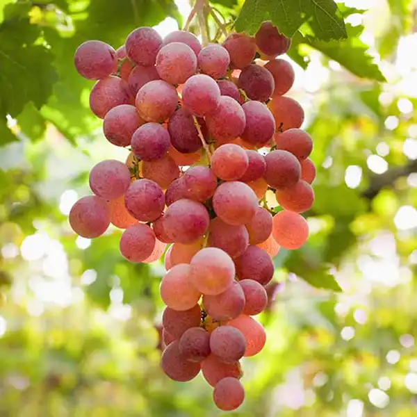 عوارض انگور قرمز خیراندیش در طب سنتی برای مردان و زنان