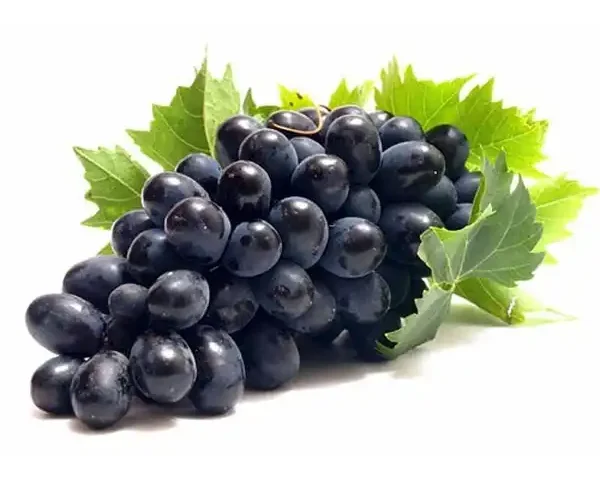 عوارض انگور سیاه خیراندیش در طب سنتی برای مردان و زنان