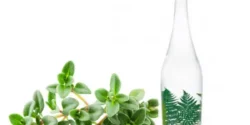 عوارض عرق آویشن خیراندیش در طب سنتی برای مردان و زنان